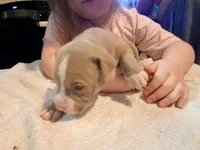 Puppy 1, a male American Pit Bull Terrier for sale in Dannebrog, NE – 5 of 6