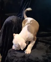 Puppy 9, a female American Pit Bull Terrier for sale in Dannebrog, NE – 3 of 10