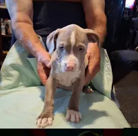 Puppy 1, a male American Pit Bull Terrier for sale in Dannebrog, NE – 1 of 10