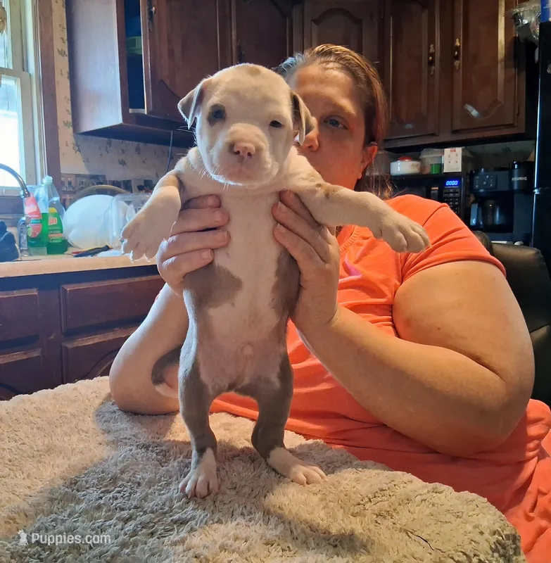 Puppy 3 – American Pit Bull Terrier puppy for sale in Dannebrog, NE