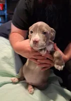 Puppy 6, a female American Pit Bull Terrier for sale in Dannebrog, NE – 8 of 10