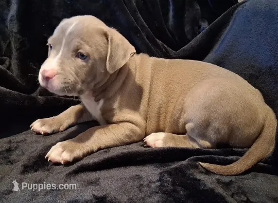 Puppy 6 – American Pit Bull Terrier puppy for sale in Dannebrog, NE
