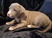 Puppy 6, a female American Pit Bull Terrier for sale in Dannebrog, NE – 2 of 10