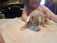 Puppy 1, a male American Pit Bull Terrier for sale in Dannebrog, NE – 4 of 6