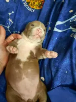 Puppy 7, a female American Pit Bull Terrier for sale in Dannebrog, NE – 2 of 10