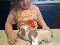 Puppy 9, a female American Pit Bull Terrier for sale in Dannebrog, NE – 2 of 9