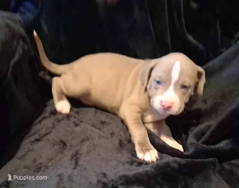 Puppy 1 – American Pit Bull Terrier puppy on hold in Dannebrog, NE