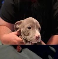 Puppy 6, a female American Pit Bull Terrier for sale in Dannebrog, NE – 9 of 10