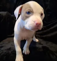 Puppy 9, a female American Pit Bull Terrier for sale in Dannebrog, NE – 6 of 10