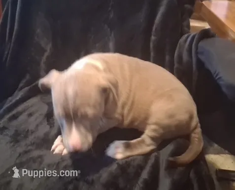 Puppy 6 – American Pit Bull Terrier puppy for sale in Dannebrog, NE