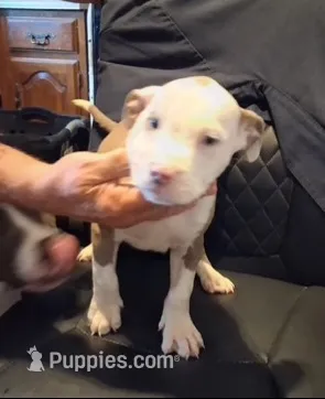 Puppy 3 – American Pit Bull Terrier puppy on hold in Dannebrog, NE