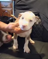 Puppy 3, a male American Pit Bull Terrier for sale in Dannebrog, NE – 1 of 10