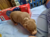 Puppy 7, a female American Pit Bull Terrier for sale in Dannebrog, NE – 9 of 10