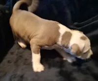 Puppy 3, a male American Pit Bull Terrier for sale in Dannebrog, NE – 7 of 10