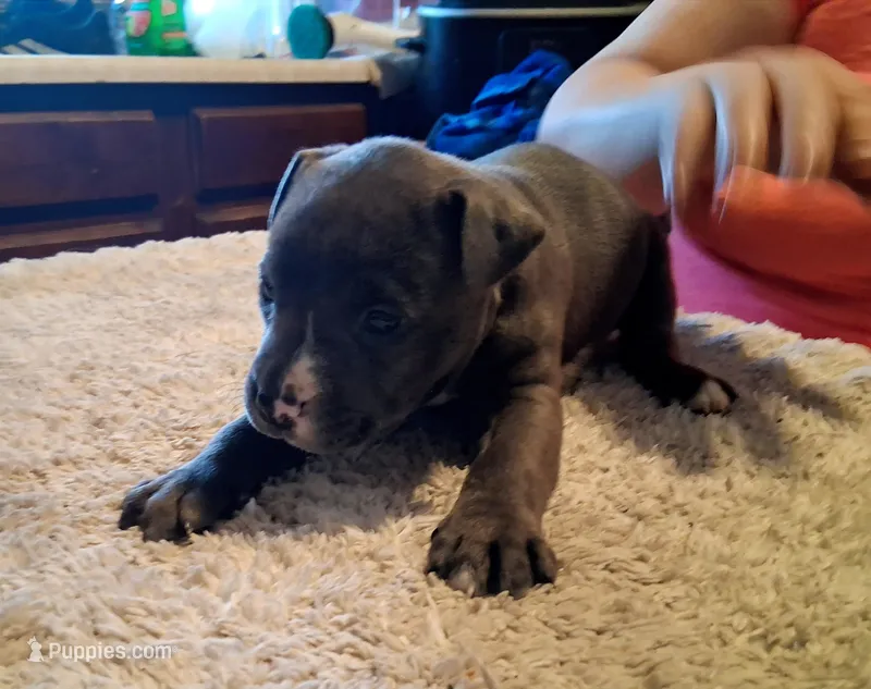 Puppy 2 – American Pit Bull Terrier puppy on hold in Dannebrog, NE