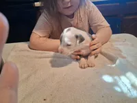 Puppy 9, a female American Pit Bull Terrier for sale in Dannebrog, NE – 7 of 9