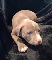 Puppy 6, a female American Pit Bull Terrier for sale in Dannebrog, NE – 4 of 10