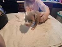 Puppy 7, a female American Pit Bull Terrier for sale in Dannebrog, NE – 7 of 10