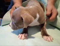 Stephie, a female American Pit Bull Terrier for sale in Dannebrog, NE – 3 of 3