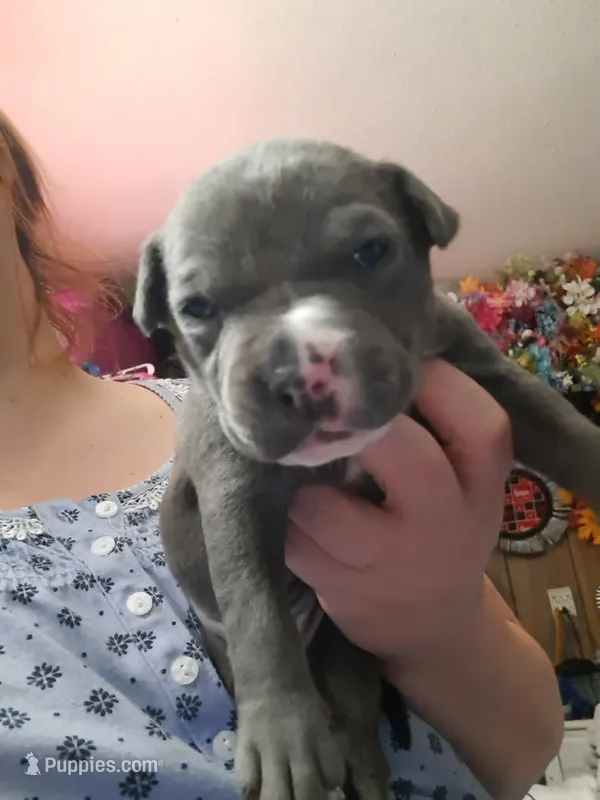 Puppy 2 – American Pit Bull Terrier puppy for sale in Dannebrog, NE
