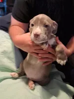 Puppy 6, a female American Pit Bull Terrier for sale in Dannebrog, NE – 6 of 10