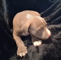 Puppy 6, a female American Pit Bull Terrier for sale in Dannebrog, NE – 5 of 10