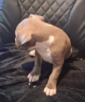 Puppy 7, a female American Pit Bull Terrier for sale in Dannebrog, NE – 6 of 8
