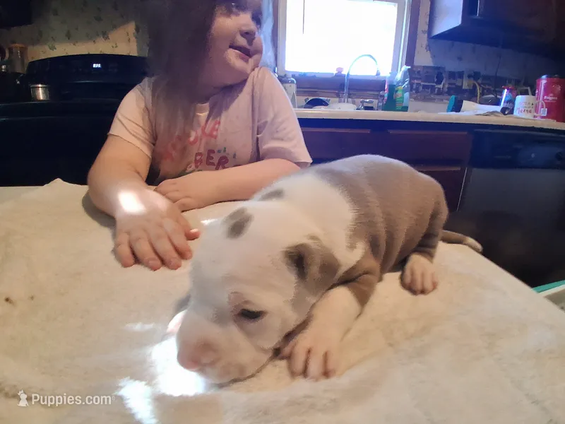 Puppy 3 – American Pit Bull Terrier puppy for sale in Dannebrog, NE