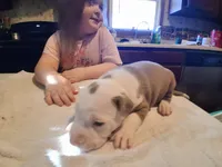 Puppy 3, a male American Pit Bull Terrier for sale in Dannebrog, NE – 1 of 10