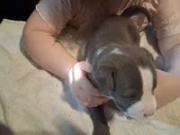 puppy 4, a male American Pit Bull Terrier for sale in Dannebrog, NE – 3 of 6