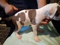 Puppy 9, a female American Pit Bull Terrier for sale in Dannebrog, NE – 8 of 10
