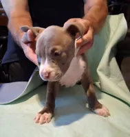 Stephie, a female American Pit Bull Terrier for sale in Dannebrog, NE – 2 of 3