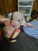 Puppy 9, a female American Pit Bull Terrier for sale in Dannebrog, NE – 8 of 9