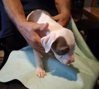 Puppy 9, a female American Pit Bull Terrier for sale in Dannebrog, NE – 9 of 10