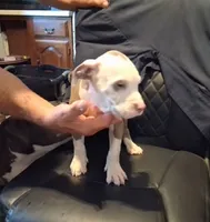 Puppy 3, a male American Pit Bull Terrier for sale in Dannebrog, NE – 2 of 10