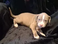 Puppy 1, a male American Pit Bull Terrier for sale in Dannebrog, NE – 5 of 10