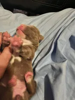 Puppy 6, a female American Pit Bull Terrier for sale in Dannebrog, NE – 4 of 5