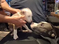 Puppy 3, a male American Pit Bull Terrier for sale in Dannebrog, NE – 8 of 10