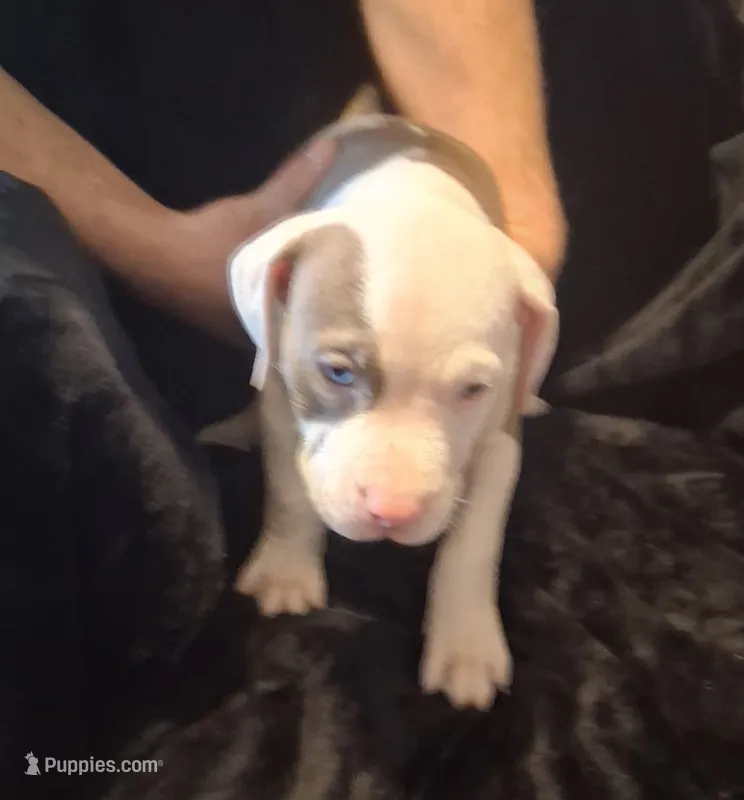 Puppy 9 – American Pit Bull Terrier puppy for sale in Dannebrog, NE