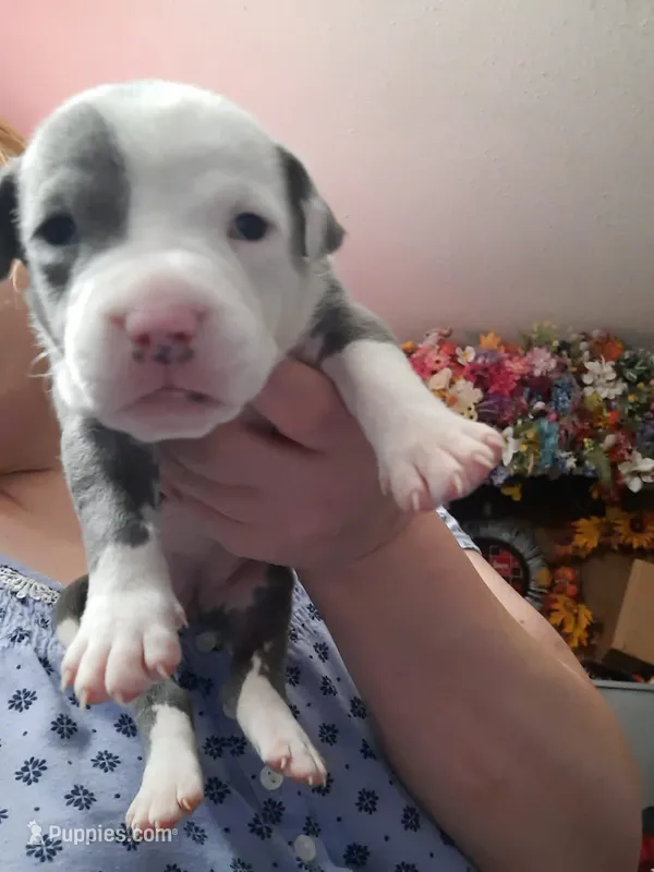 Puppy 9 – American Pit Bull Terrier puppy for sale in Dannebrog, NE