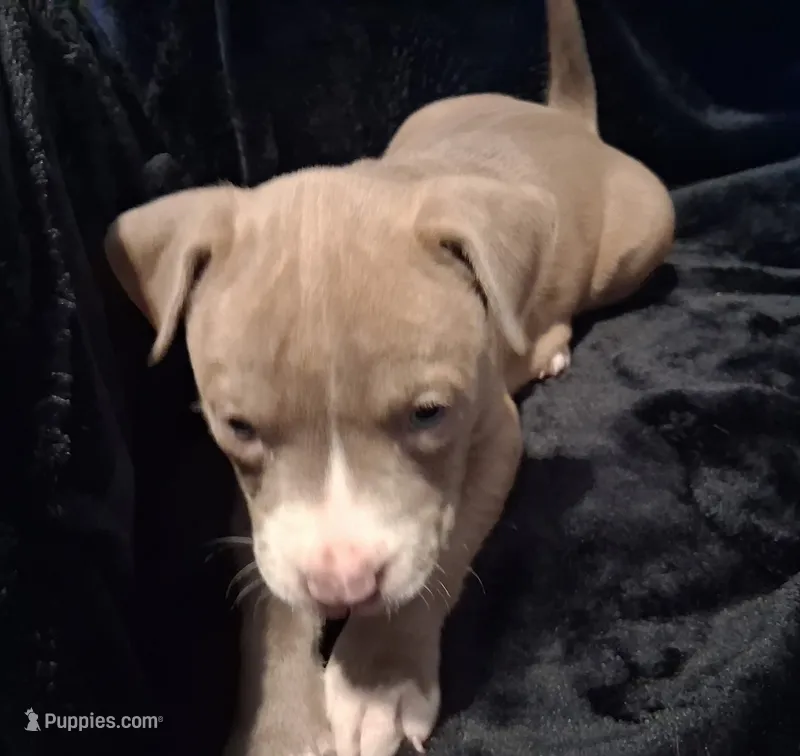 Puppy 7 – American Pit Bull Terrier puppy for sale in Dannebrog, NE
