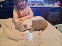 Puppy 3, a male American Pit Bull Terrier for sale in Dannebrog, NE – 6 of 10