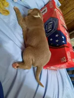 Puppy 6, a female American Pit Bull Terrier for sale in Dannebrog, NE – 3 of 5