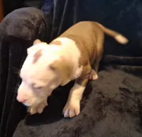 Puppy 3, a male American Pit Bull Terrier for sale in Dannebrog, NE – 5 of 10