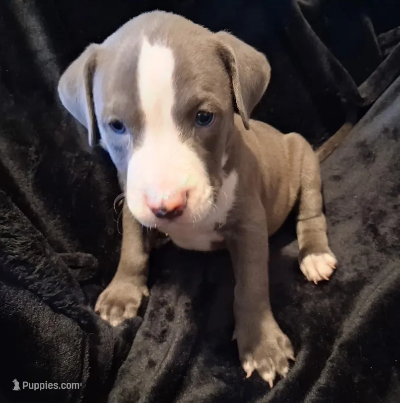 puppy 4 – American Pit Bull Terrier puppy on hold in Dannebrog, NE