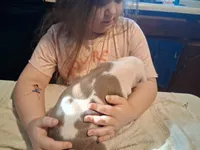 Puppy 9, a female American Pit Bull Terrier for sale in Dannebrog, NE – 5 of 9