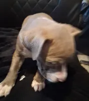 Puppy 7, a female American Pit Bull Terrier for sale in Dannebrog, NE – 5 of 8