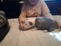 Puppy 8, a female American Pit Bull Terrier for sale in Dannebrog, NE – 6 of 7