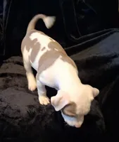 Puppy 9, a female American Pit Bull Terrier for sale in Dannebrog, NE – 5 of 10