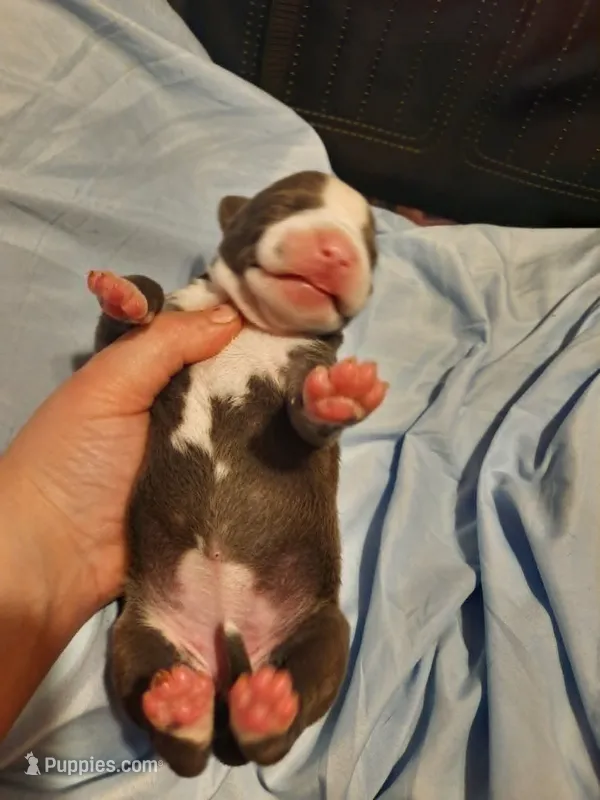 Puppy 5 – American Pit Bull Terrier puppy for sale in Dannebrog, NE